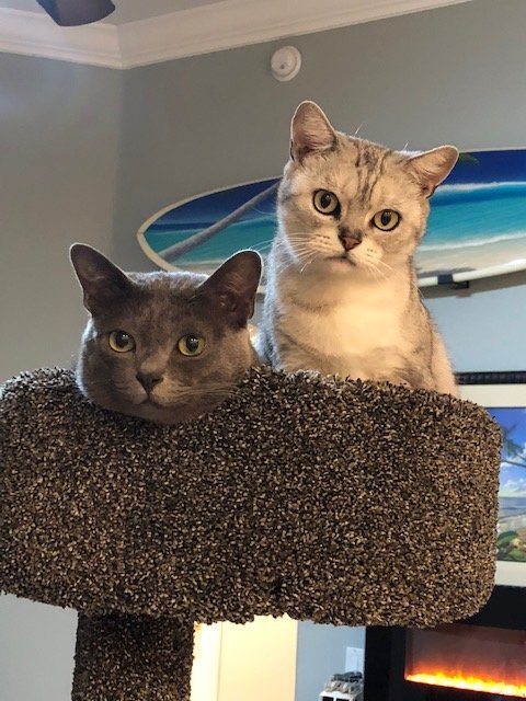 catssurf.jpg