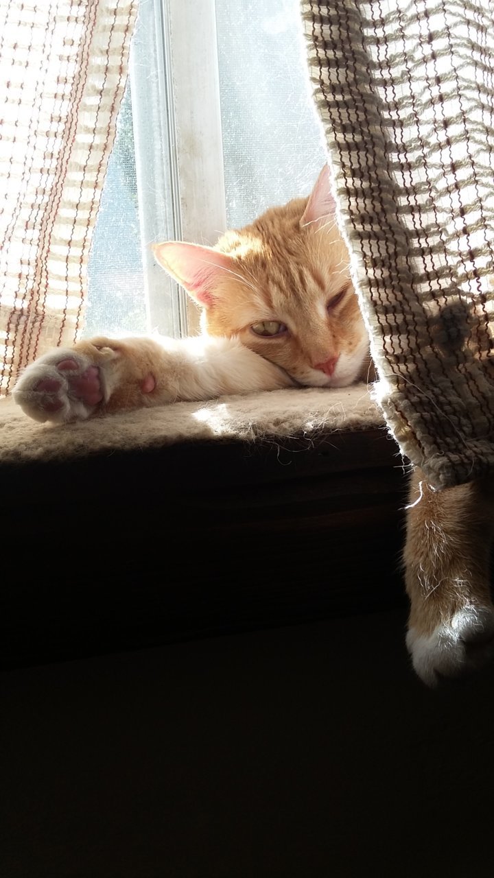 catsun.jpg