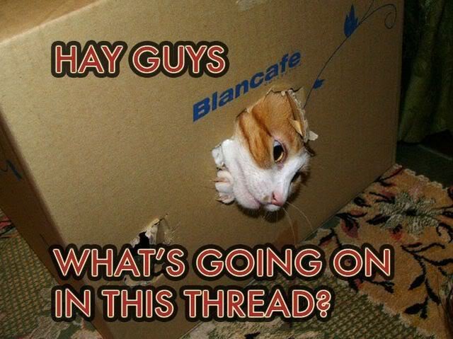 CatThread_8ffa01f0ed2429503bf8ec1434f007bd37d38e7c.jpg
