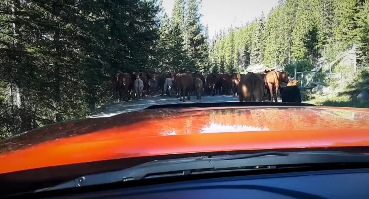 cattle-block.jpg