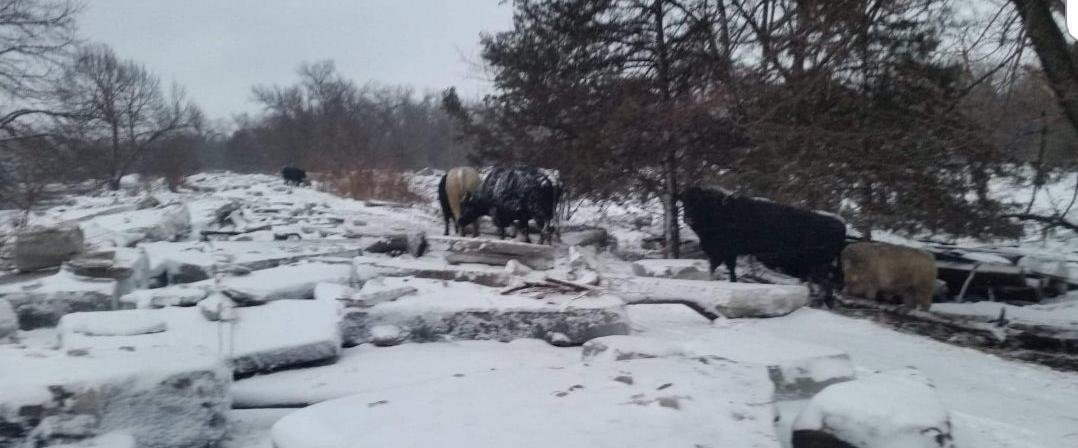 cattle ice.jpg