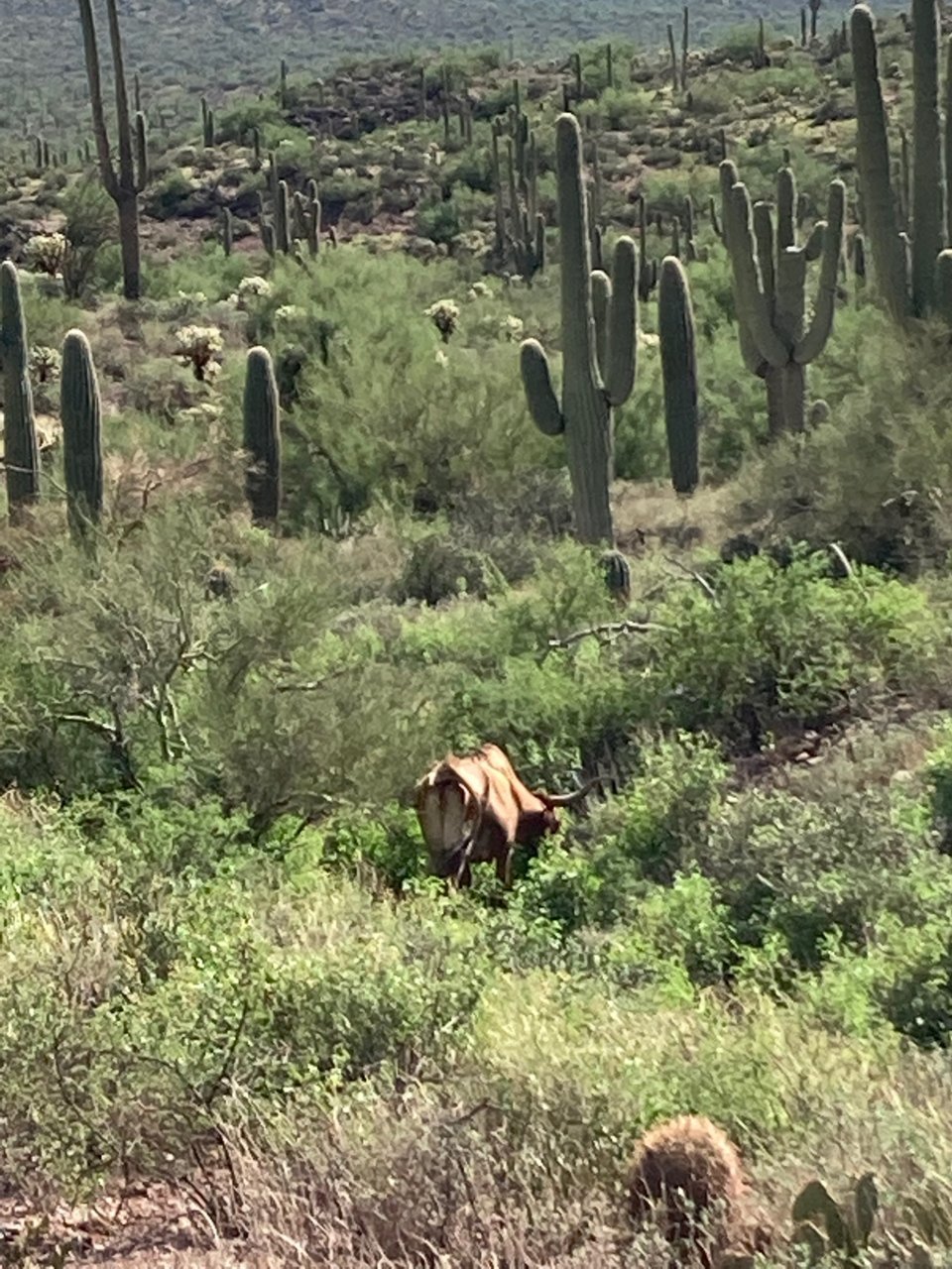 Cattle_1.jpg