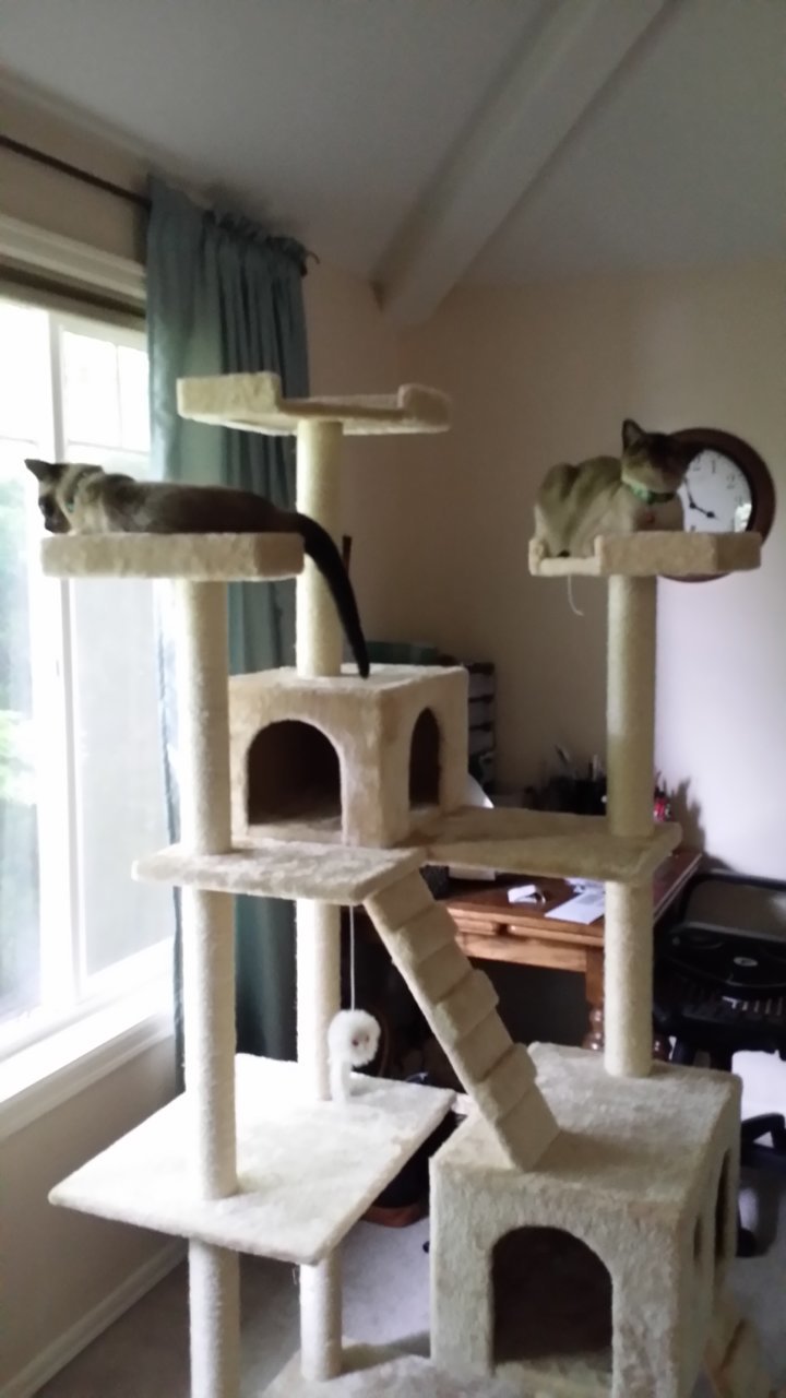cattree.jpg