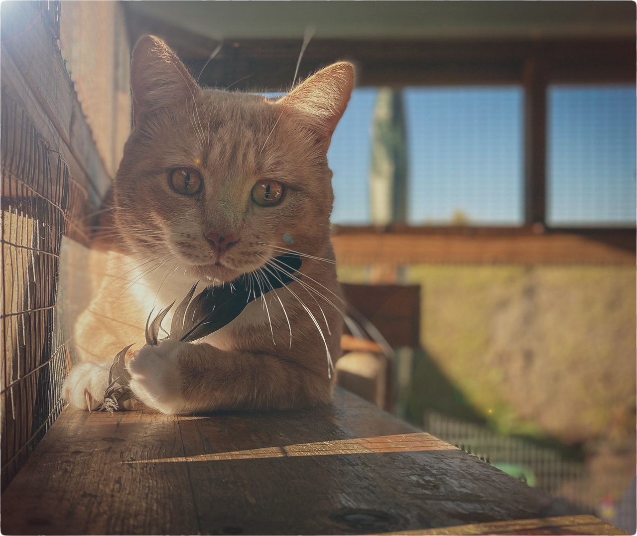 cattt.jpg