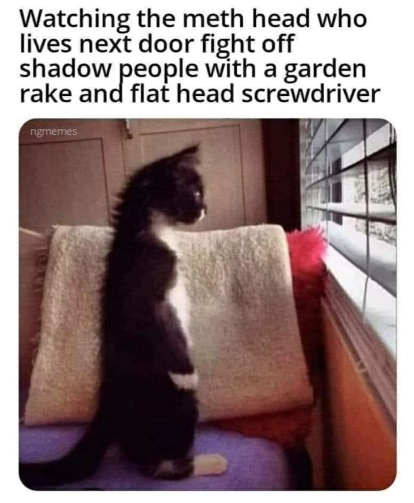 Catz.jpg