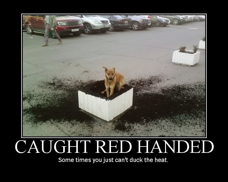 caught-red-handed-dog_bae0bc5ce28153e377c82bb496f6c3ab96c74c11.jpg