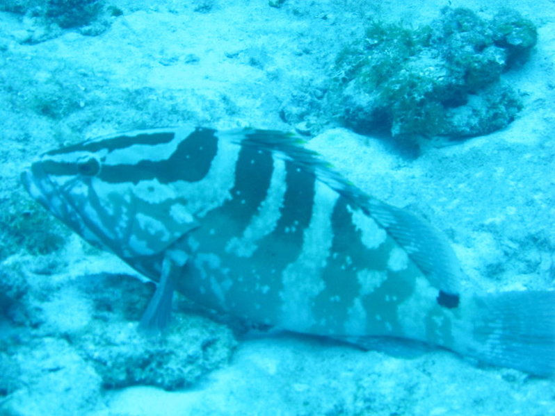 Cayman 023.jpg