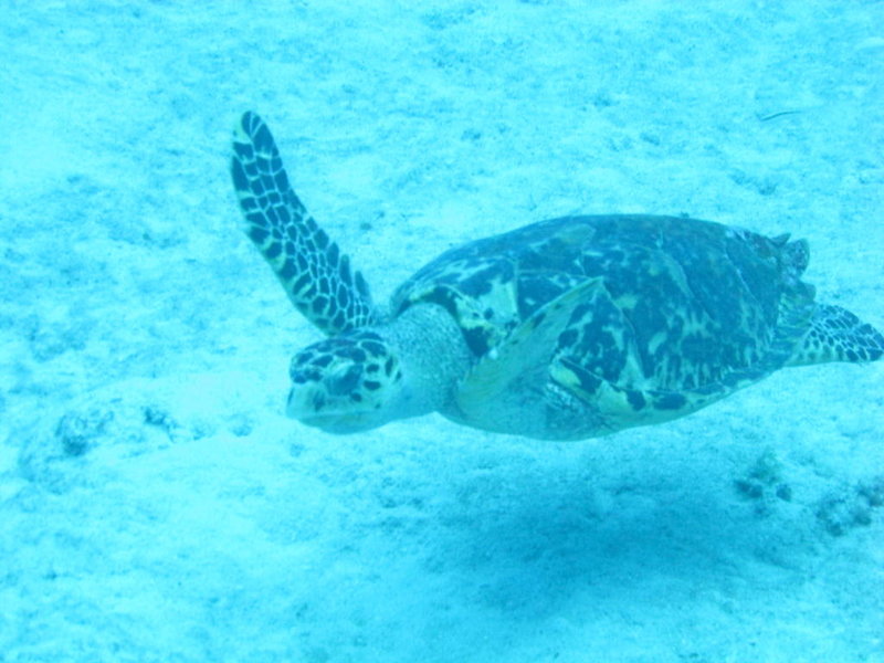 Cayman 035.jpg