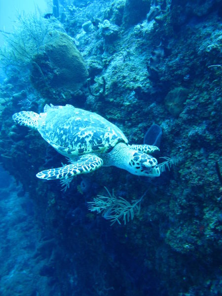Cayman 097.jpg