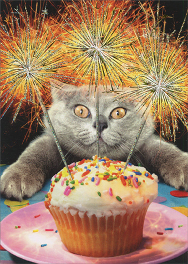 cd15165-cat-with-sparkler-cake-funny-birthday-card.jpg