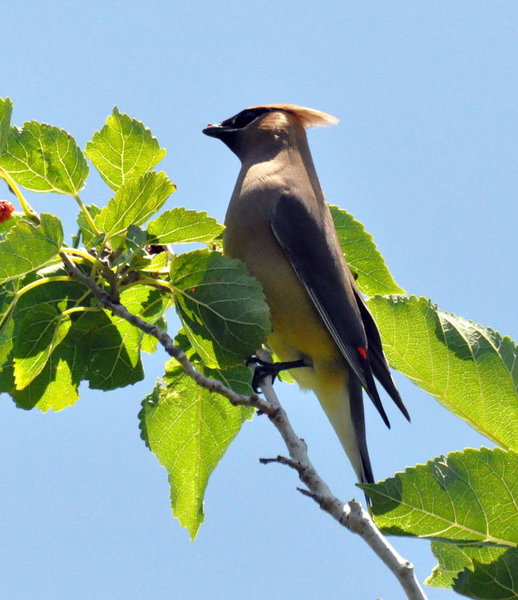 Cedar Waxwing.jpg