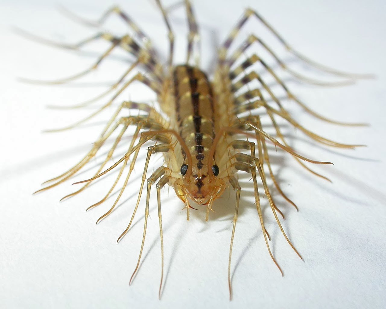 Centipede-Animals-Spiri.jpg