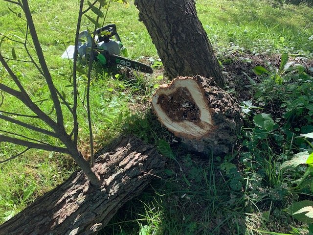 ChainSaw_cut.jpg
