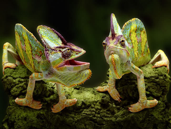 Chameleon_a8581a4d6d2a8be60a8623d10470b54a694ede9d.jpg