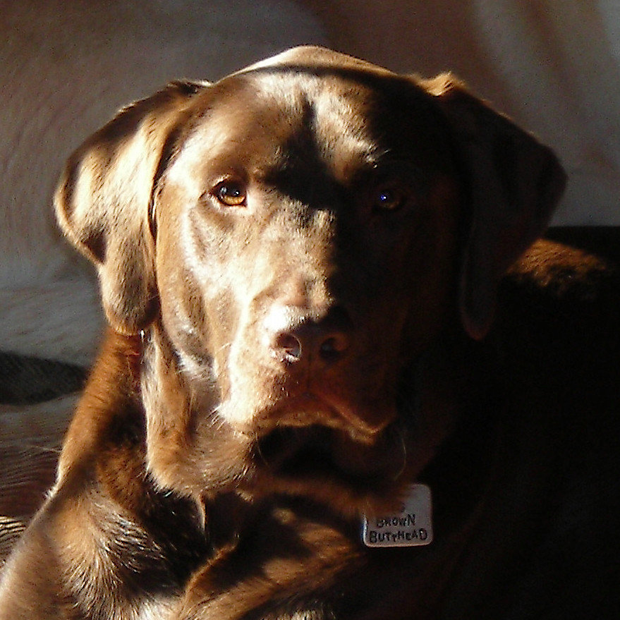 Charlie 1 year gone.jpg