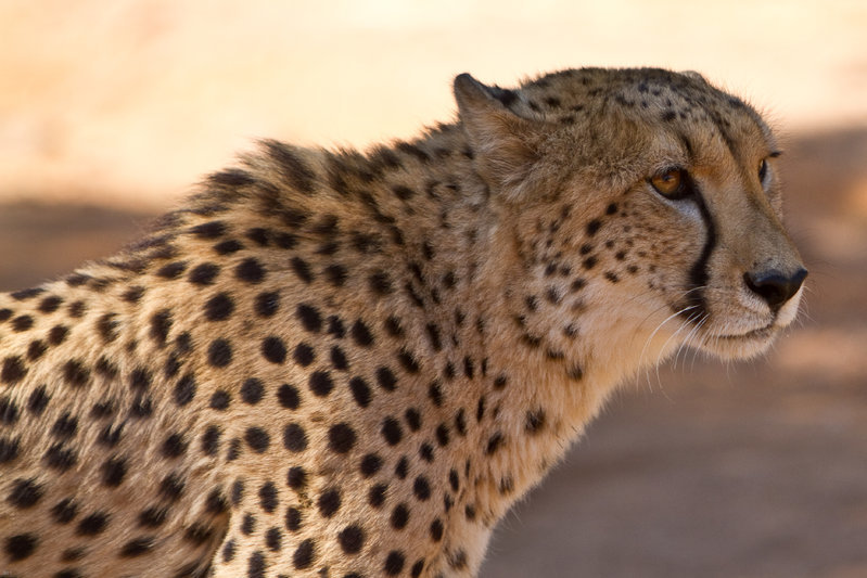 Cheetah5-3125.jpg