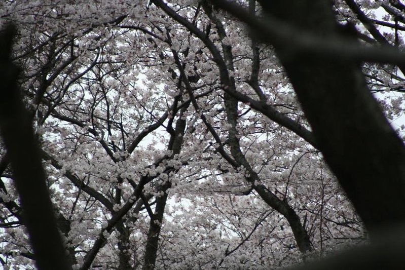 cherry blossom.jpg