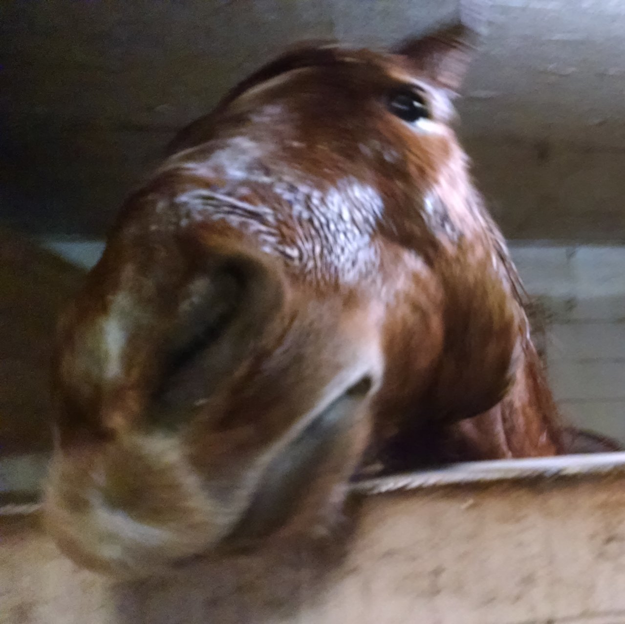 Chester-Wut-Crop.jpg