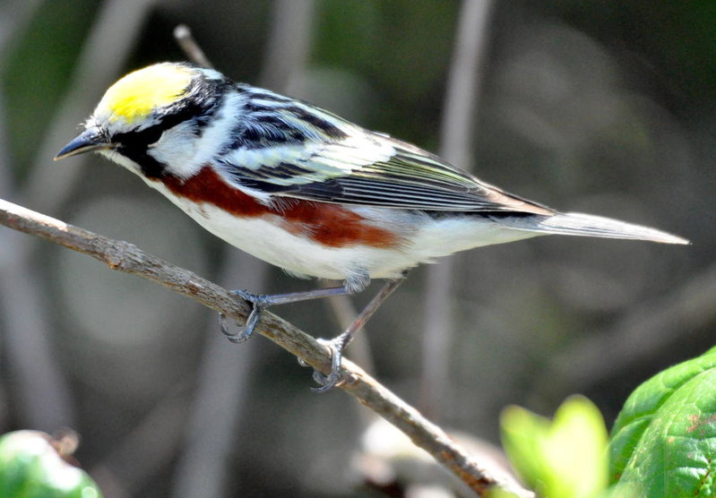 Chestnut-sided Warbler.jpg