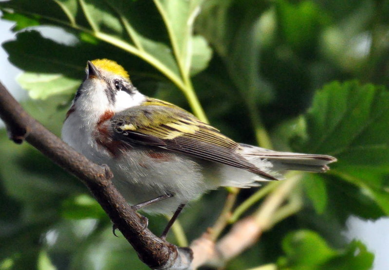 Chestnut-sided Warbler.jpg