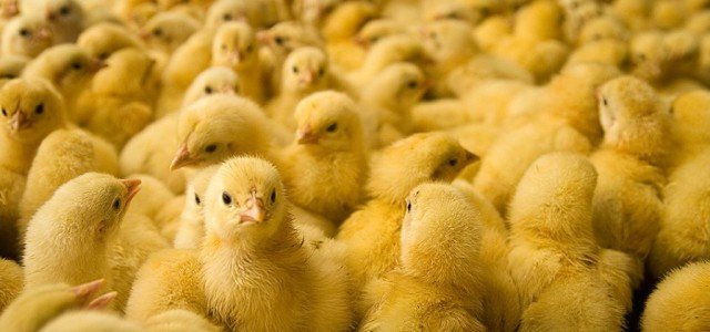 chick-640x300.jpg