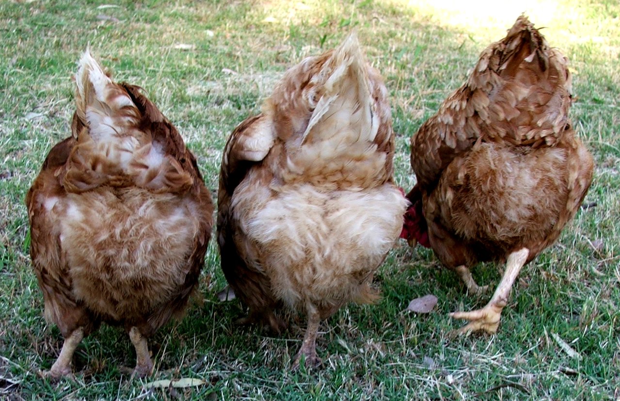 chicken-butts.jpg