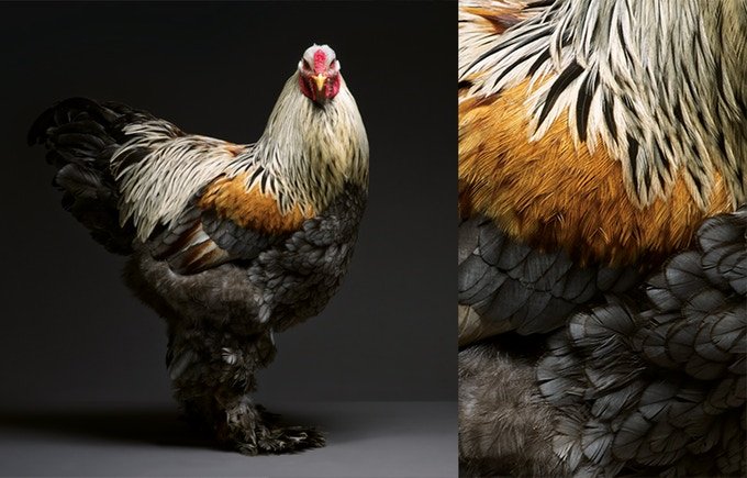 chicken.jpg