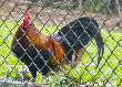 chicken1_70d043b2cb6018e943a69221680d4789a60b58aa.jpg