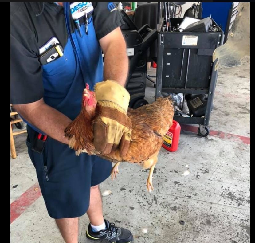 chicken2.jpg