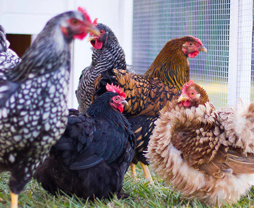 chickens-inside-mansion-run_600x.jpg