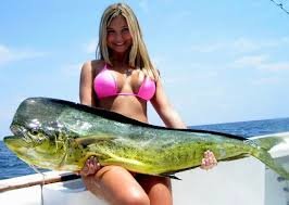 chickfish2.jpg