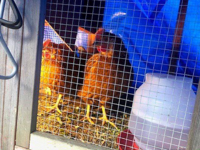 Chickies.jpg
