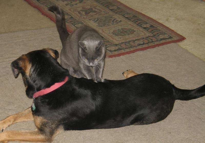 Chicks does Dobes.jpg