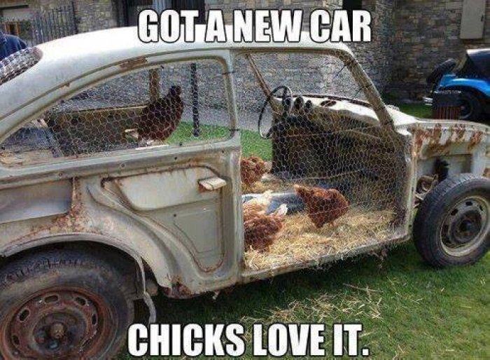 Chicks Love It.jpg