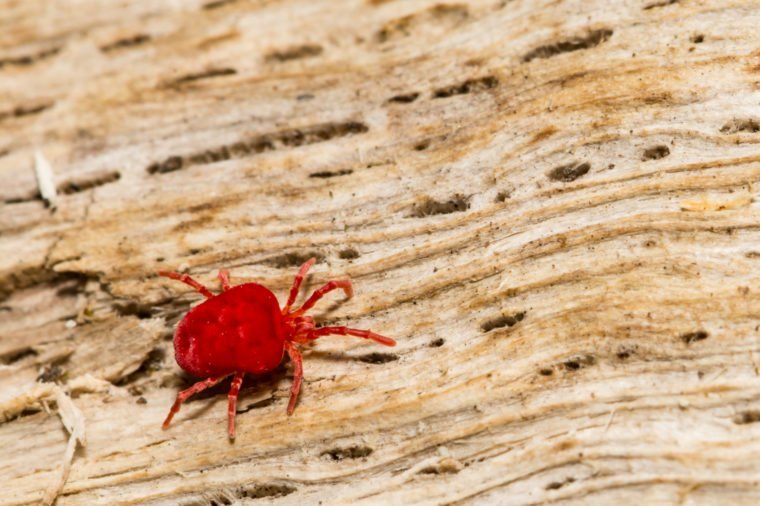 chigger-760x506.jpg
