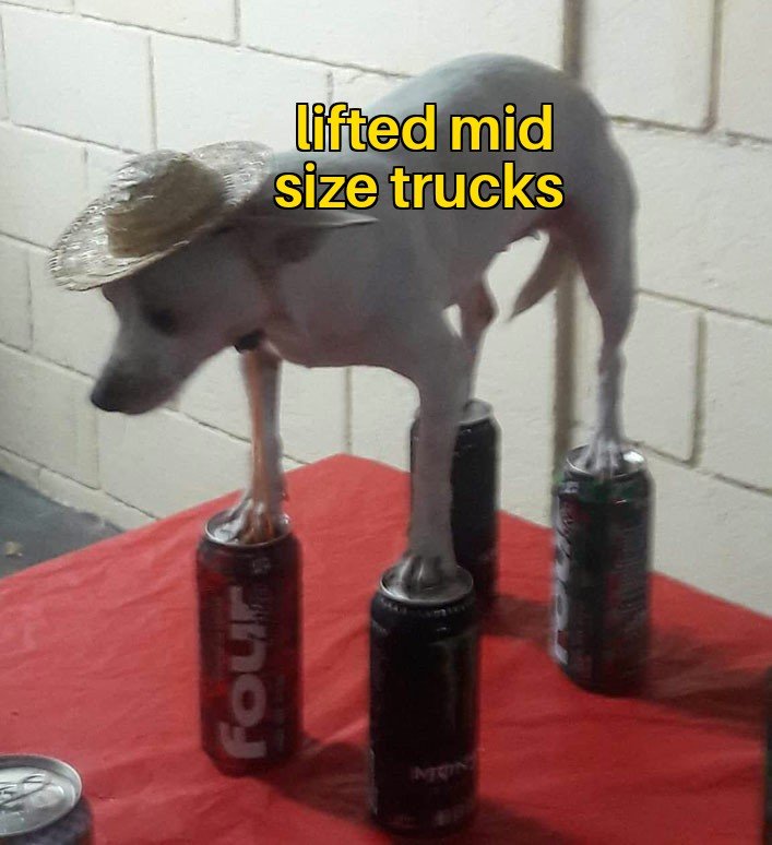 Chihuahua in Hat Balancing on Cans 22052020090227.jpg