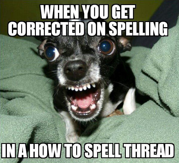 Chihuahua Logic 01062016083625.jpg