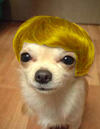 chihuahua-toupee2.jpg