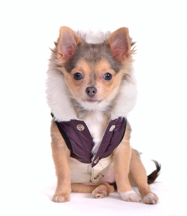 Chihuahua-Wearing-Jacket.jpg