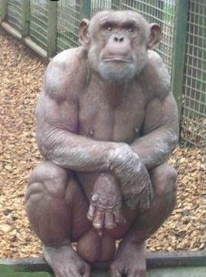 chimp+with+giant+balls.jpg
