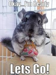 chinchilla.jpg