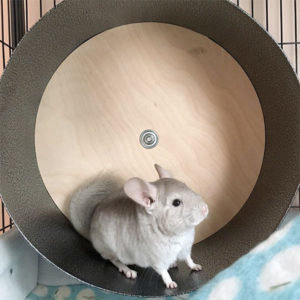 chinchilla-wheel-for-exercise-square-300x300.jpg