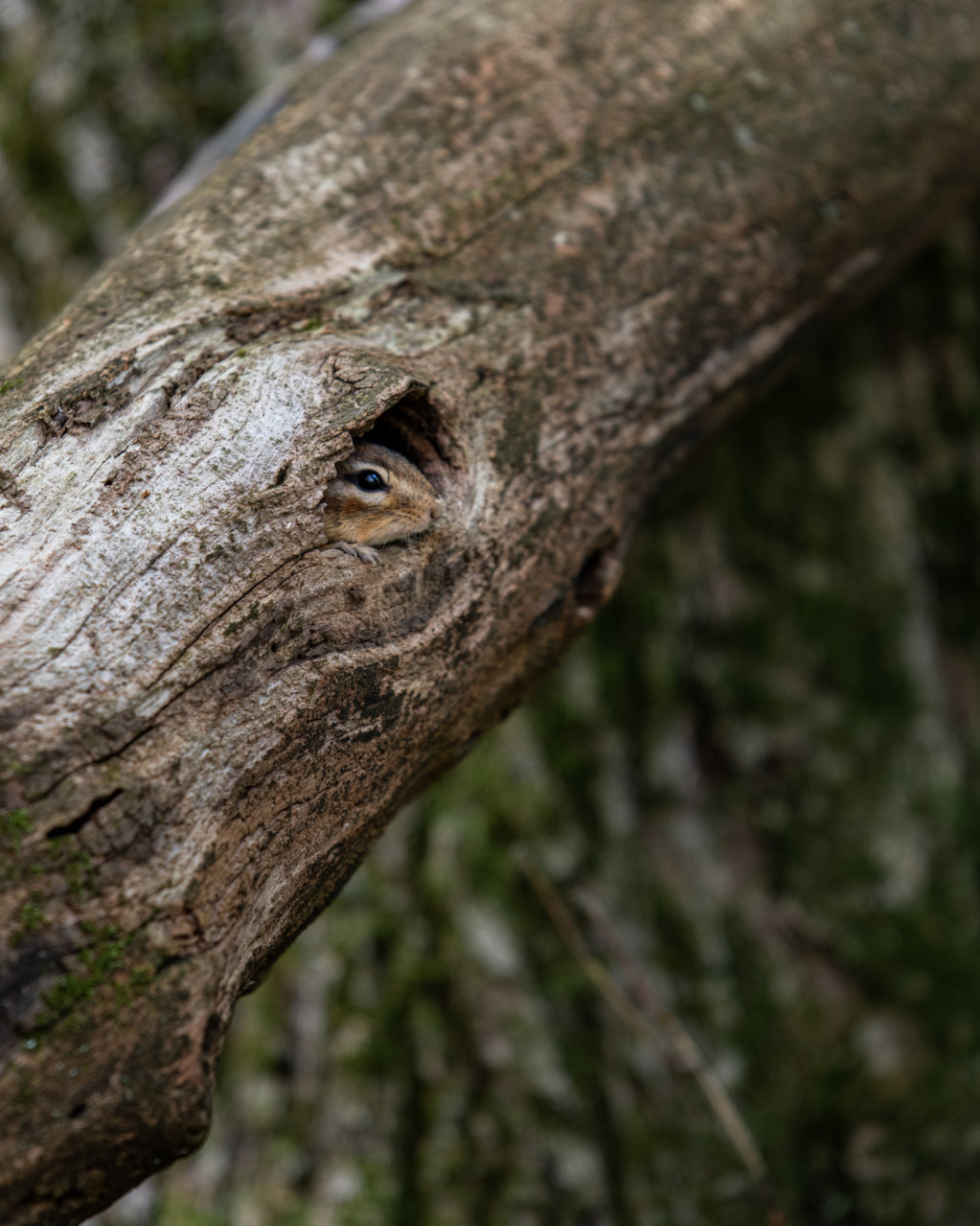 Chipmunk-070.jpg