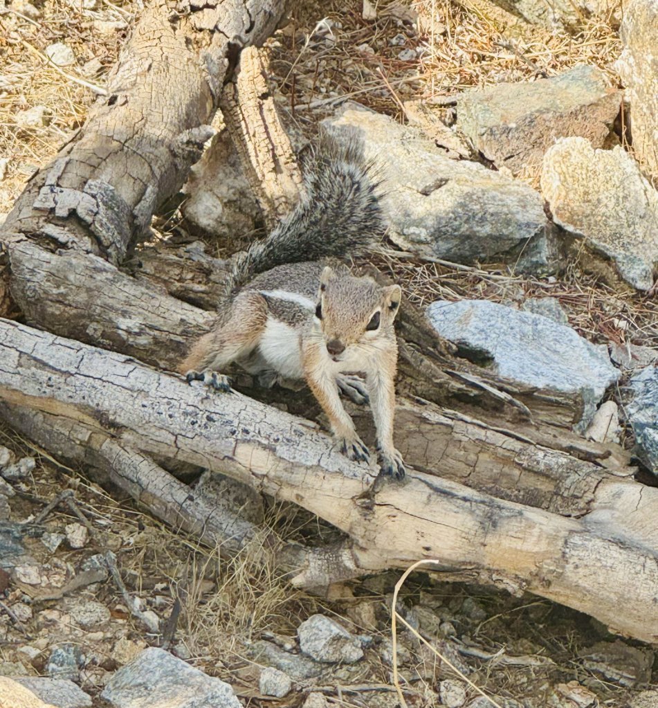 chipmunk at somo.jpg