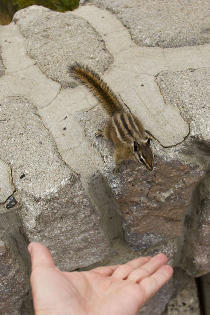 chipmunk_e8eddaf0c7dc45b2caec6ff5bcf6d5d2d16477ce.jpg