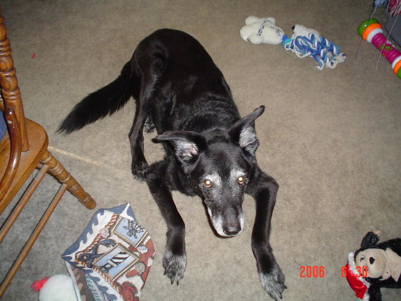 chistmas2007dogs 001.jpg