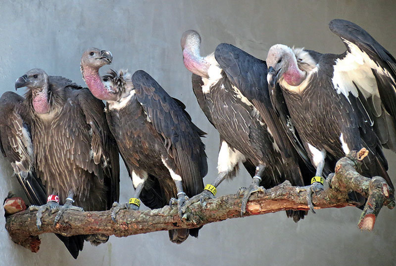 Chitwan-National-Park-White-rumped-vultures.jpg