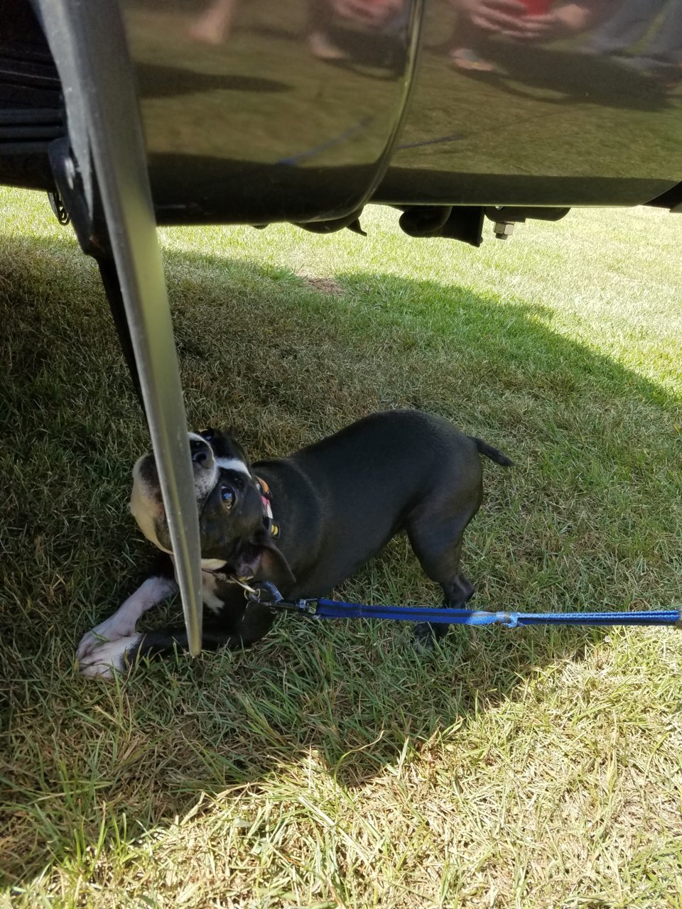 Chloe Dog 20160917_144132.jpg