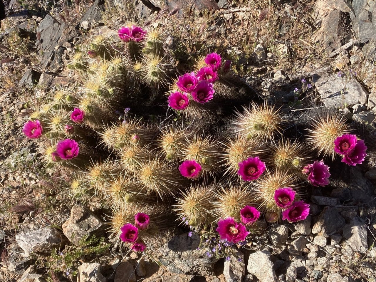 ChollaBloom.jpg