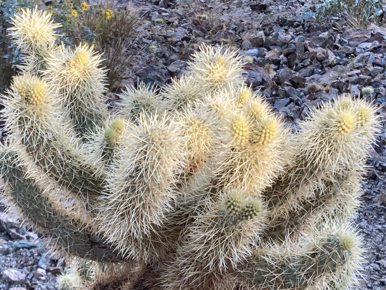 ChollaBulbs.jpg